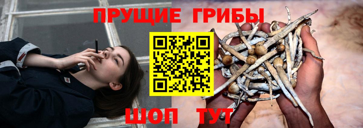 Знаменск  Галлюциногенные грибы Magic Shrooms  Псилоцибиновые грибы Magic Shrooms  Вход с VPN 